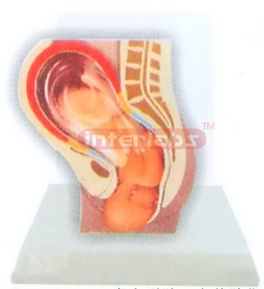 DESK-TYPE,THE POSITION MODEL OF THE CHILD BEFORE BIRTH WITH DESCRIPTION PLATE